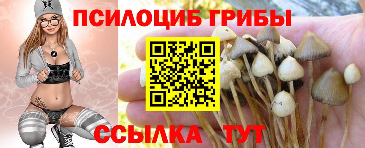 Псилоцибиновые грибы Psilocybine cubensis  Северобайкальск 